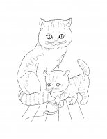 disegni/gatti/gatti_cats_ 08.jpg